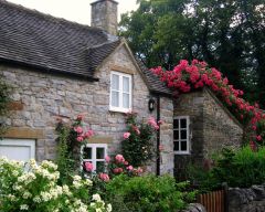 Tapeta Nature Flowers 547.jpg